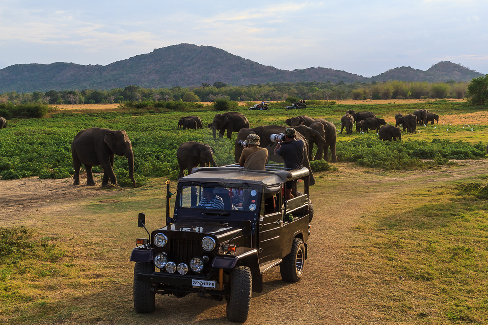 Listings 1 Wildlife jeep safari
