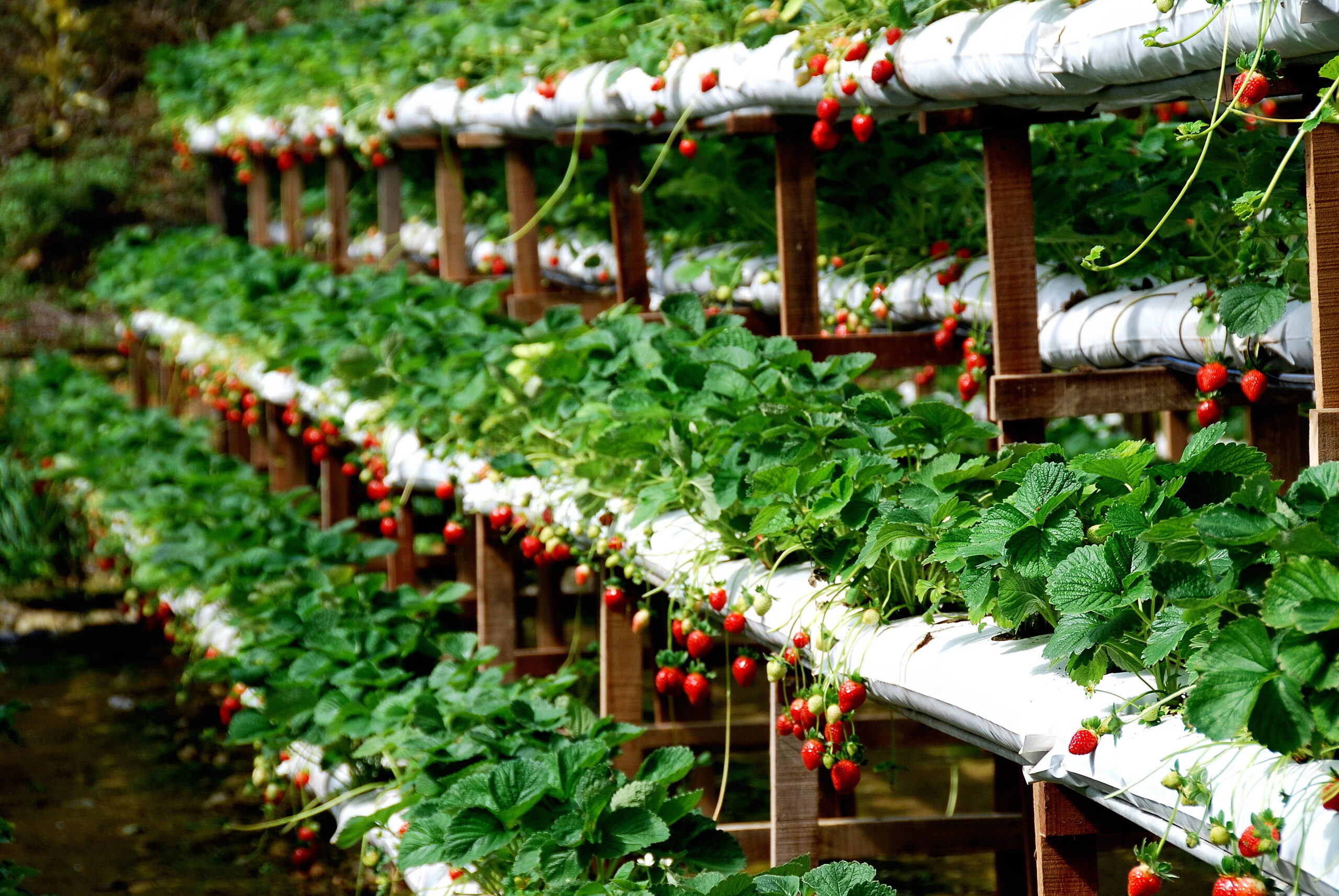 Organic Garden In Sri Lanka Scaled