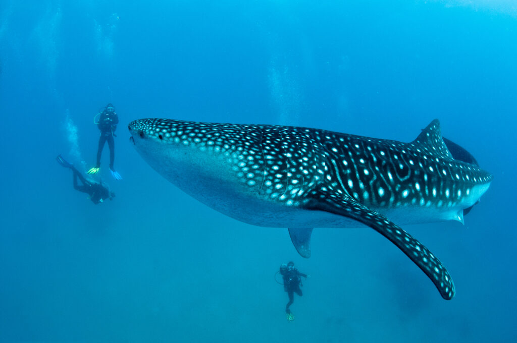 Sri Lanka’s Amazing Maritime