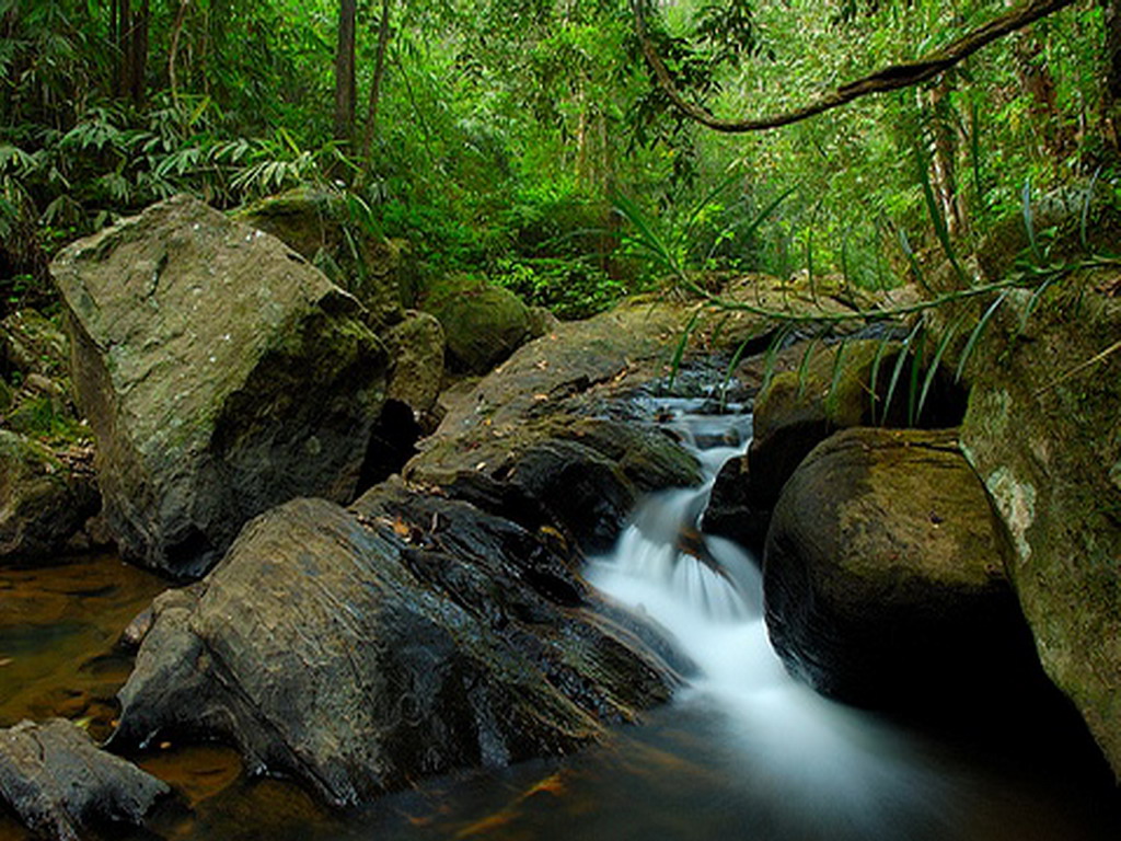 Sinharaja Rain Forest