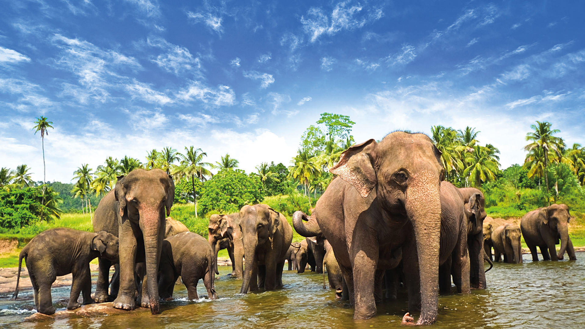 Listings 1 splendour tours srilanka