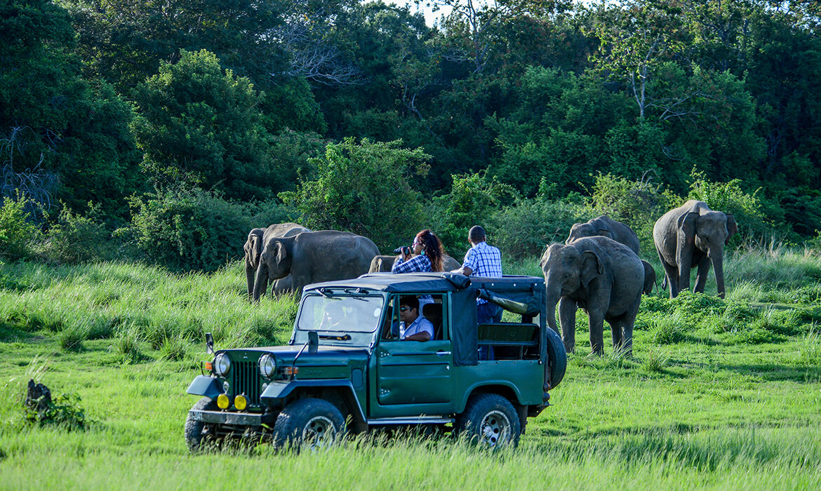 Sri Lanka Travel Partner Safari Wild Life