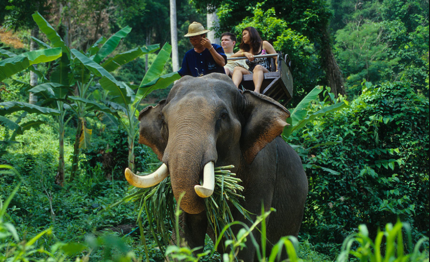 The Elephant Village