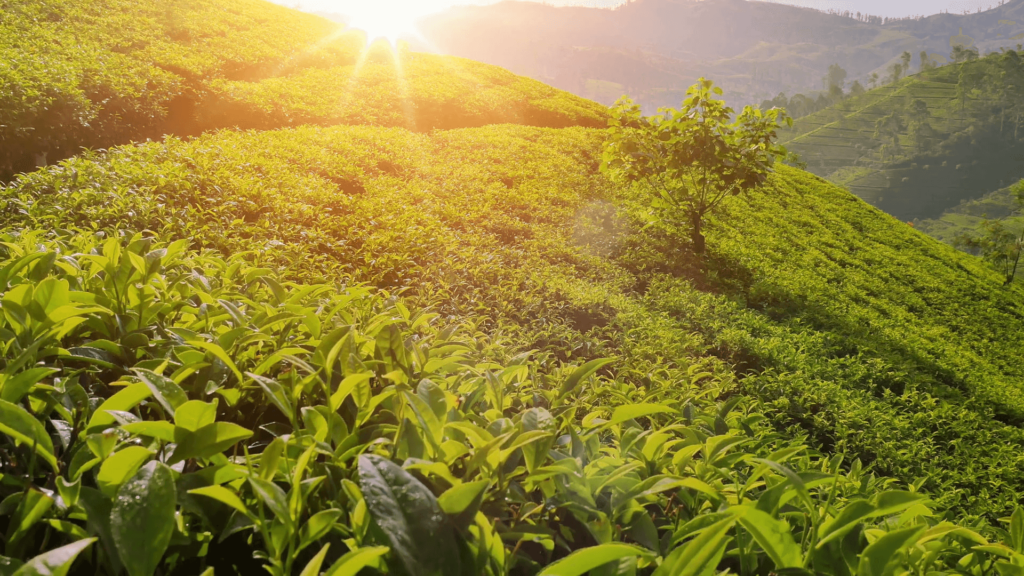 Watawala Tea Ceylon