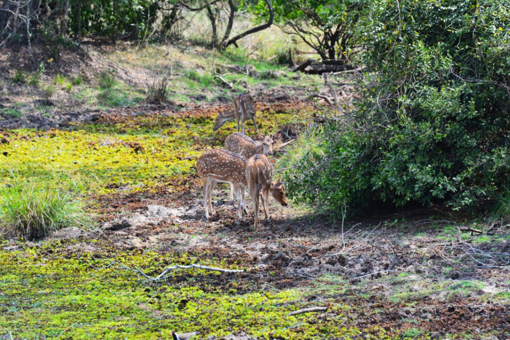 Wilpattu National Park